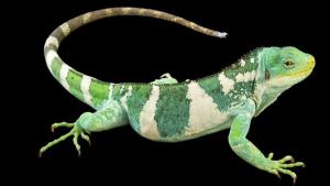 Photo Ark: Rarest Creatures photo