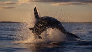I am NatGeo Photographer photo