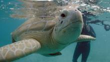 Photographer: Paul Nicklen & Cristina Mittermeier: Win or Die show