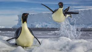 Photographer: Paul Nicklen & Cristina Mittermeier: Win or Die photo