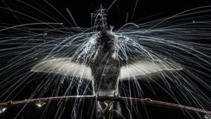 Photographer: Anand Varma: Hidden Wonders photo