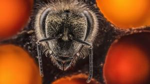 Photographer: Anand Varma: Hidden Wonders photo