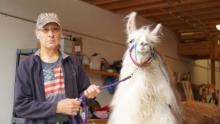 No Horsing Around show