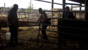A Mom Like No Udder photo