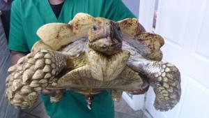 Critter Fixers: Country Vets photo