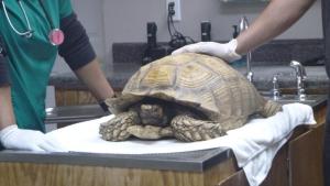 Tortoise and the Hair...Less Cat photo