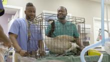 Goose on the Loose show