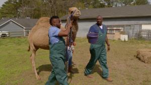 Hump Day photo