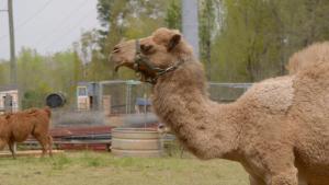 Hump Day photo