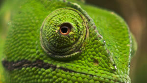 Strangest Nature photo