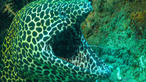 Strangest Nature photo