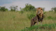 Lion gallery show