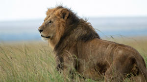 Lion gallery photo