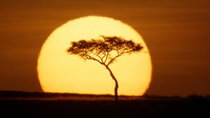 Lion gallery photo