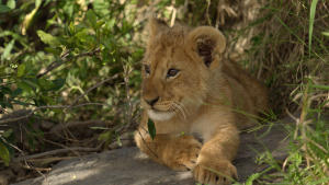 Lion gallery photo