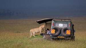 Lion gallery photo