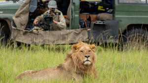 Lion gallery photo