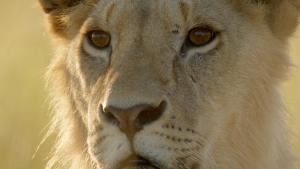 Lion gallery photo