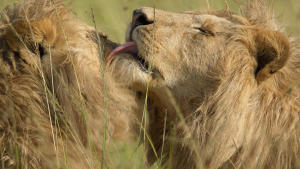 Lion gallery photo