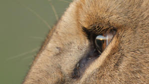 Lion gallery photo
