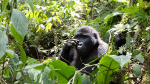Africa Earth's Wild Home gallery photo