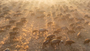 Africa Earth's Wild Home gallery photo