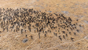 Africa Earth's Wild Home gallery photo