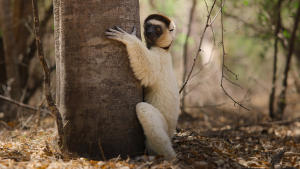 Africa Earth's Wild Home gallery photo