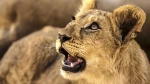 ナイルワニの最後の祝宴VHS NATIONAL GEOGRAPHIC VIDEO WILD Rewind 2020: Best Of The Animal Kingdom | Wild 100