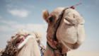 خاص: اليوم الوطني 49 للإمارات العربية المتحدة: رحلة إلى...
