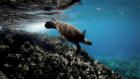 Wild Abu Dhabi The Turtles of Al Dhafra: Episode 1