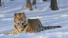 Wild Russia