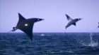 World Ocean Day: Wild Coasts: Episode 1