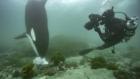 World Oceans Day: Secrets Of The Whales: Episode 1