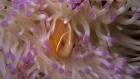 World Oceans Day: Soul Of The Ocean: Episode 1