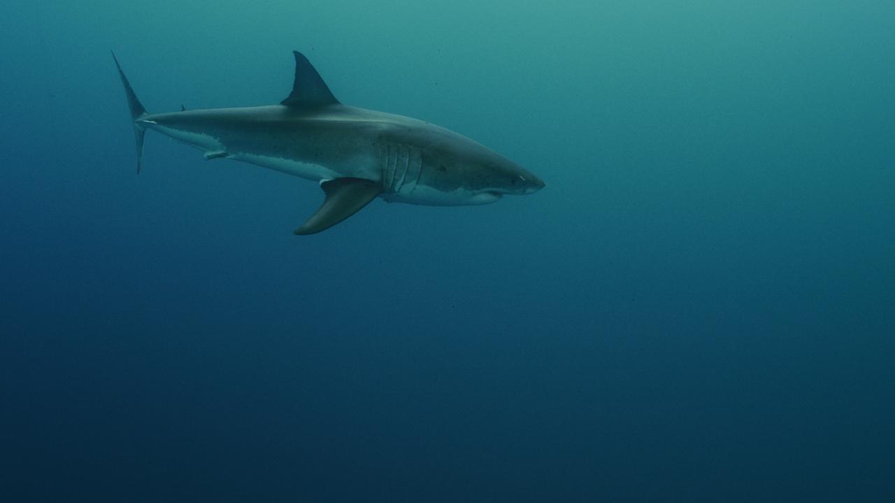 https://assets-natgeotv.techops.disn.io/Shows/92065.jpg