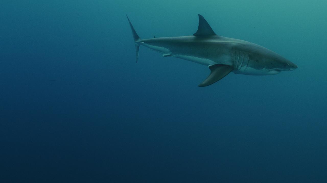 https://assets-natgeotv.techops.disn.io/Shows/92066.jpg