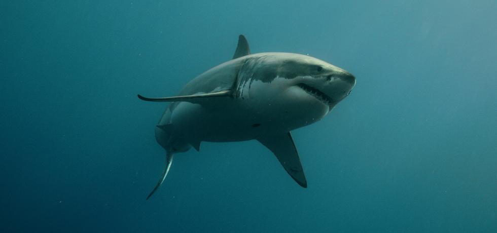 Investigation Shark Attack