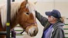 Heartland Docs, DVM: Bring on the Bison!