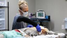 Heartland Docs, DVM show