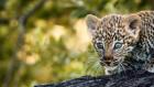Katavi - Africa's Fallen Paradise: Sanctuary