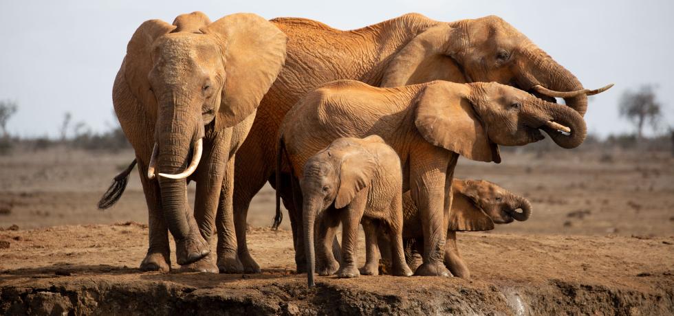 Incredible Animal Journeys: Compilation Season