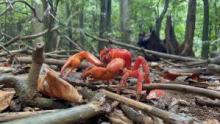 Incredible Animal Journeys: Compilation Season show