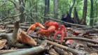 Incredible Animal Journeys: Compilation Season: Wild Parenthood
