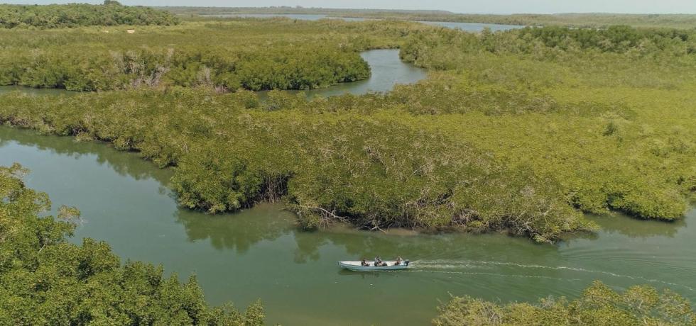 Last of The Giants: Wild Fish