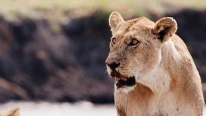Katavi - Africa's Fallen Paradise show