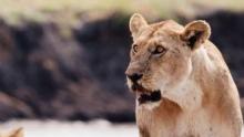 Katavi - Africa's Fallen Paradise show