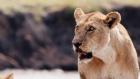 Katavi - Africa's Fallen Paradise