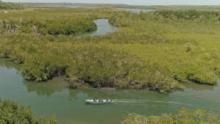 Last of The Giants: Wild Fish show