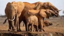 Incredible Animal Journeys: Compilation Season show